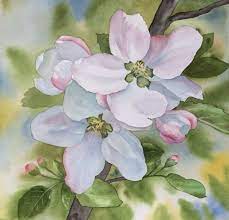 Check spelling or type a new query. Watercolor Apple Blossoms Flower Paintings Artist Originals Floral Watercolor Background Watercolor Flowers Floral Watercolor