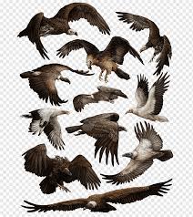 Alle parallelen linien haben denselben fluchtpunkt. Adler Truthahngeier Proterosuchus Vogel Adler Tiere Schnabel Bartgeier Png Pngwing