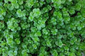 Image result for Lysimachia