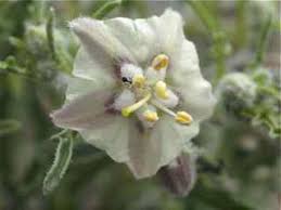 Image result for Guilleminea densa