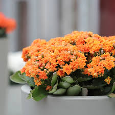 Shop our houseplants & indoor pottery selection now, or visit any of our nine locations to experience our plants in person. Cure Winter Blues With 5 Houseplants That Bloom The Home Depot