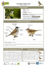 Quelques rares sons sont encore indisponibles, ils seront en ligne prochainement. Toutes Les Fiches Especes Www Oiseauxdesjardins Fr