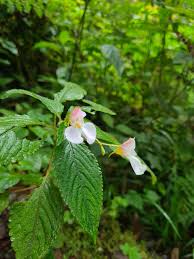 Image result for Impatiens burtonii