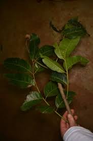 Image result for Khaya