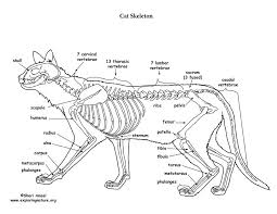 Each bone is a complex living organ these bones are arranged into two major divisions: Cat Skeleton Diagram Google Search Cat Skeleton Cats Humanoid Sketch