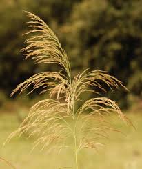 Image result for Phragmites australis