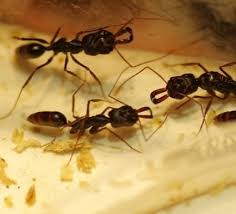 Call new leaf pest control for vapor barrier installation vancouver wa! Pest Control And Bed Bug Extermination In Powhatan Va Rva Pest Control Bed Bug Extermination