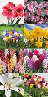 Some of these plants are great houseplants, though there are also several that also work well as outdoor plants. Growing A Pet Safe Garden On The Cottage Market