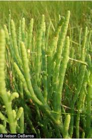 Image result for Sarcocornia perennis