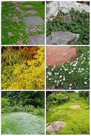 Otherwise, it is more suited to sites that provide morning sun with afternoon shade or dappled sunlight. 12 Amazing Stepable Plants Mental Scoop