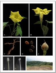 Image result for Ipomoea tenuipes
