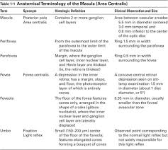 Anatomical Terminology Of The Macula Ophthalmology Notes And Synopses Facebook