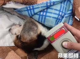 nice 陪伴15年愛犬離世新北免費樹葬助善終家中寵物死亡 一般民眾往往不願意多花數千元的火化費用 不是私自掩埋就是丟垃圾車 家住新北市淡水區 https taiwanese moe archives 583453 check mp3 player electronic products mp3