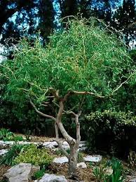 Image result for venturia saliciperda willow tree