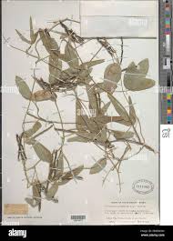 Image result for Teramnus uncinatus