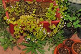 Image result for Linderniella