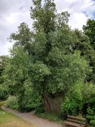 Image result for Quillaja saponaria