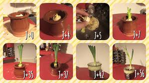 Epingle Sur Jardin D Interieur