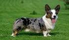 Cardigan Welsh Corgi Dog Breed Information, Pictures ...