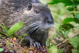 Deve trasportare tanta frutta e verdura. La Nutria Si Puo Mangiare Pregiudizi E Verita Sul Suo Consumo