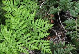 Image result for Cheilanthes schimperi