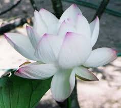 Check spelling or type a new query. Lotus Flower Flowers For Healing