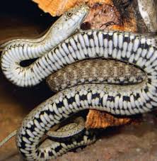Check spelling or type a new query. The Dice Snake Germany S Rarest Snake Aqualog De