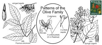 oleaceae olive family identify plants flowers shrubs