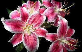 Gambar Rangkaian Bunga Terindah 5 Jenis Lily Tercantik Untuk Rangkaian Bunga Paling Berkesan 10 Toko Bunga Di Gambar Bunga Bunga Pernikahan Rangkaian Bunga