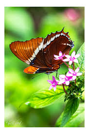 Image result for Mikania sagittifera