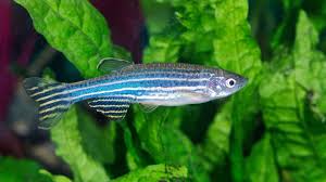 Pin On Aquarium Fish