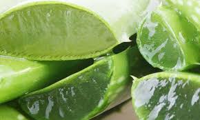 Abondant En Nutriments L Aloe Vera Est En Tete De La Liste Des Superbes Plantes Depuis Un Certain Temps Cette Aloe Vera How To Treat Acne Aloe Vera Skin Care