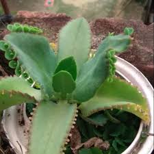 Check spelling or type a new query. Bibit Tanaman Hias Cocor Bebek Shopee Indonesia