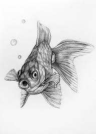 Original Drawing Goldfish 17 Etsy Fish Sketch Fish Drawings Ocean Drawing