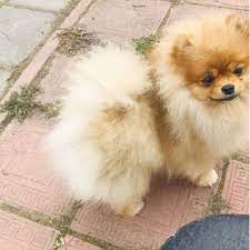 Illinois view/post pomeranian dogs for adoption in illinois on rescue me! Adopt A Pomeranian Puppy Near Chicago Il Get Your Pet