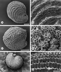 Image result for Gisekiaceae