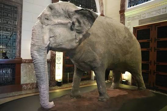 DZRH - MA'ALI SA NATIONAL MUSEUM 🐘 Inilipat na sa National Museum of  Natural History ang taxidermy ng pumanaw na elepanteng si Ma'ali, na  residente ng Manila Zoo ng halos limang dekada.