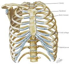 Find out more about the individual muscles. Thorax Radiology Key