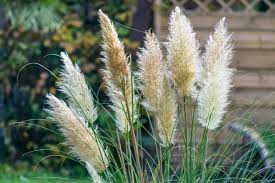 Below you can shop our entire inventory of common and unusual varieties of shade perennials, sun perennials, grasses, groundcovers, and hosta. 14 Non Invasive Grasses That Won T Take Over The Yard