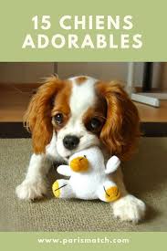 15 Chiens Adorables Reperes Sur Pinterest Chien Chien Petite Taille Petits Animaux Mignons