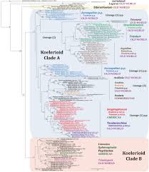 Image result for Trisetopsis elongata