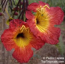 Image result for Fernandoa magnifica