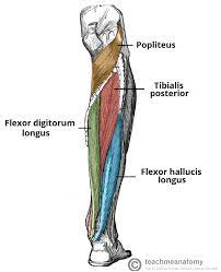 Leg muscle diagram chapter 13 posterior leg muscles diagram quizlet. Muscles Of The Posterior Leg Attachments Actions Teachmeanatomy