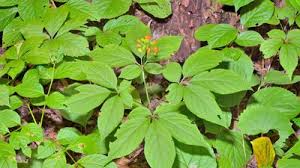 Image result for Didymodoxa