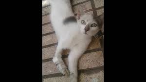 Fracture Chat Patte Youtube Photo et images libres de droits pour patte de chat. fracture chat patte youtube