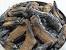 Propane Outdoor Gas Fire Pit