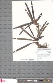 Image result for Ancistrorhynchus