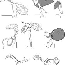 Image result for Stylochaeton puberulus