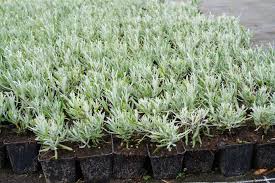 Gleichzeitig stellt lavendel keine großen ansprüche. Weissbluhender Garten Lavendel Kaufen Garten Von Ehren Qualitat Seit 1865 Garten Von Ehren