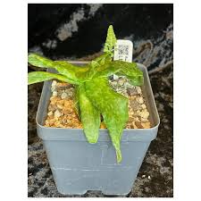 Image result for Lessertia pauciflora